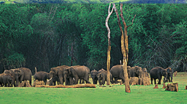 thekkady